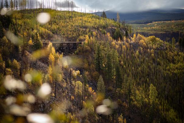 Myra Canyon Trestles in Fall-Golden Larches