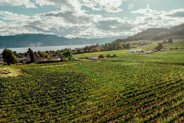 Boucherie_Road_West_Kelowna_Vineyards_Aerial_3_