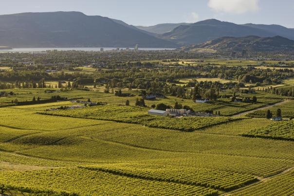 The View Winery Vineyards Aerial 1
