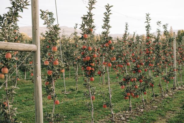 Rows_of_Apple_Trees_Full_of_Apples_1