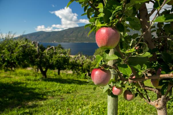 Farms, Orchards and Gardens