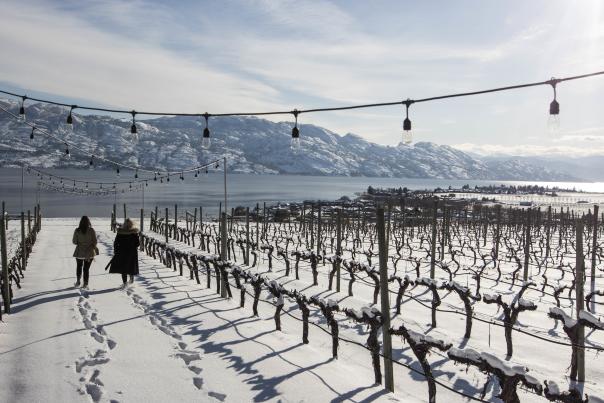 Quails Gate Winery: Winter Vineyard