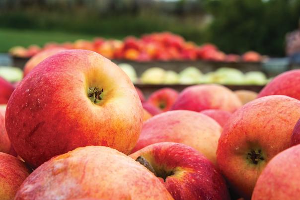 Apples at BC Tree Fruits