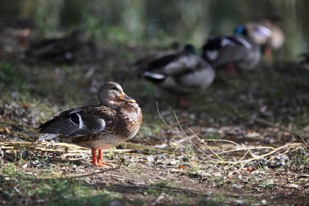 Ducks at Chichester Park