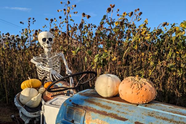 Gambell Farms - Skeleton Ride Tractor with Pumpkins