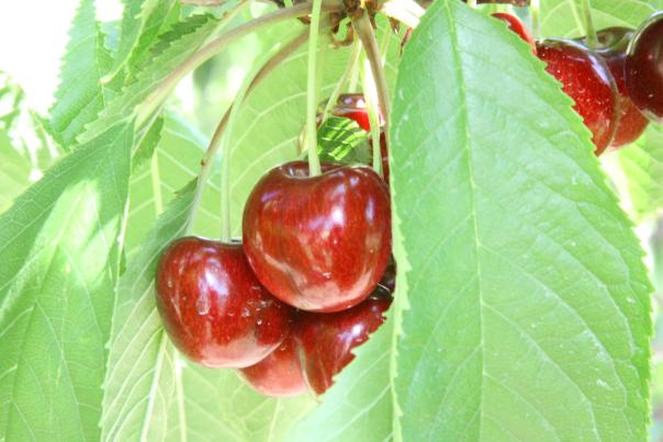 Fresh cherries from Suncity Cherries - Kelowna