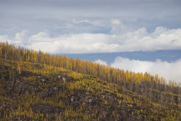 Golden Larches at Myra Canyon