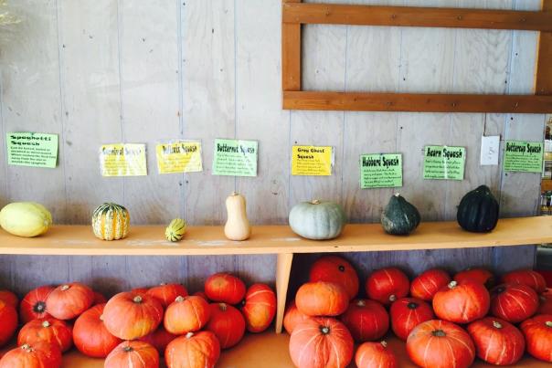 My Country Garden Gourd, Squash, & Pumpkins