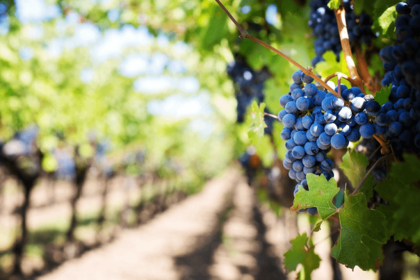 Winery Stock Image