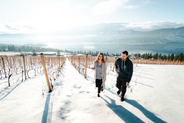 Winter Vineyard - 50th Parallel