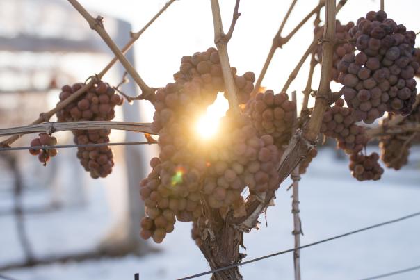 Icewine Grapes at Grizzli