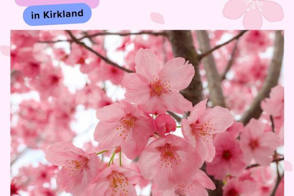 Cherry Trees in Kirkland