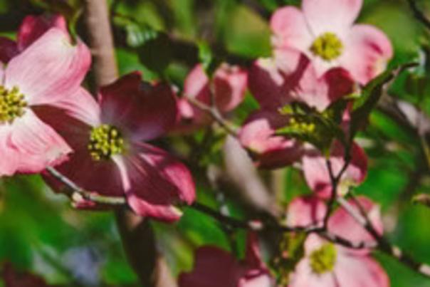 Dogwood Arts Trail