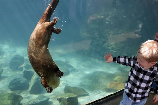 Zoo Knoxville Hosts Deaf Awareness Day with Asl Interpreted Keeper Chats