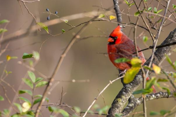 Red Bird Hanging From Tree Branch