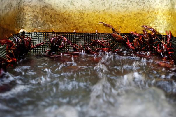 Crawfish Purging Up Close