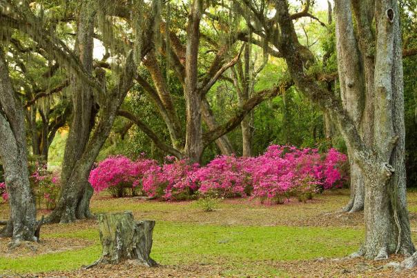 Jungle Gardens
