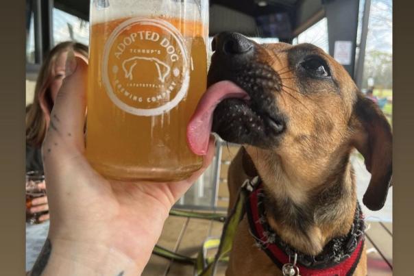 Adopted Dog Brewing