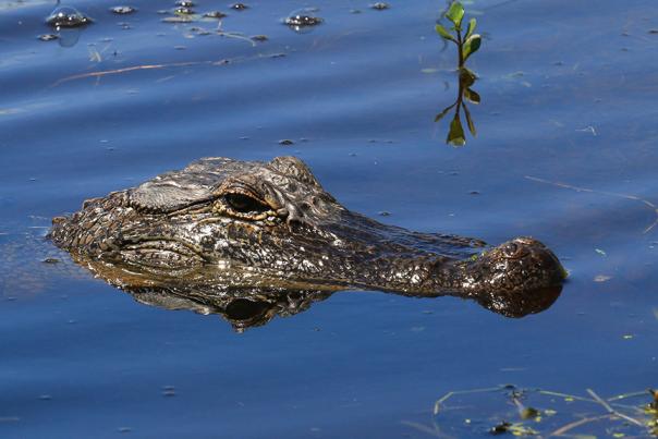 Alligators along the Creole Nature Trail