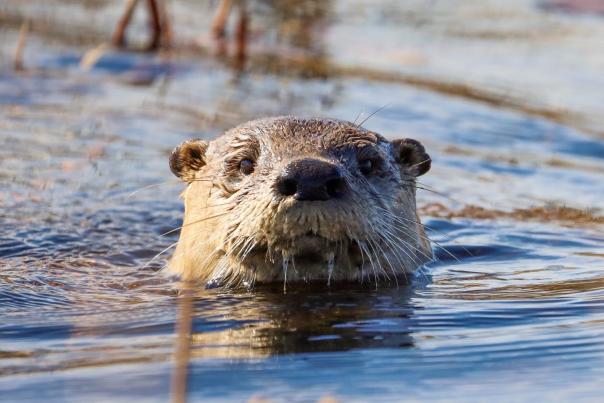River Otter by Philip Stelly