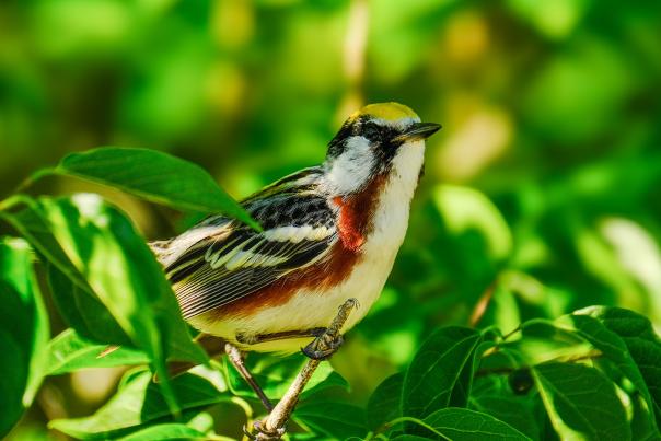 Chestnut-sided Warbler