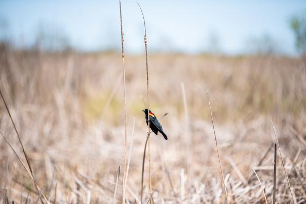 Creole Nature Trail birding