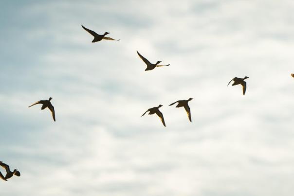 ducks flying overhead