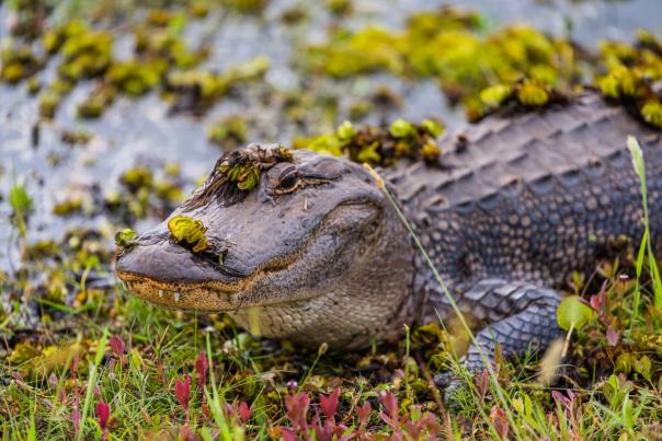 Image of the Pintail Wildlife Drive on the Creole Nature Trail, featuring a winding road through marshlands with lush greenery, a large alligator resting by the water, and tall grasses lining the marsh with an expansive sky overhead.