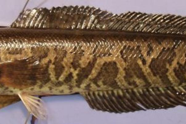 northern snakehead