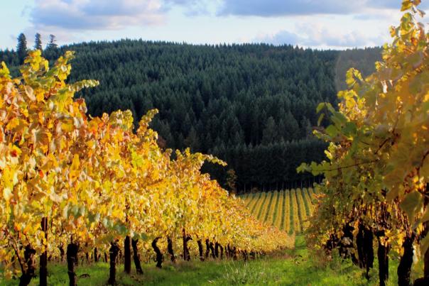 Pfeiffer Winery in Fall