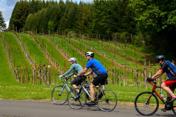 Cycling through Wine Country