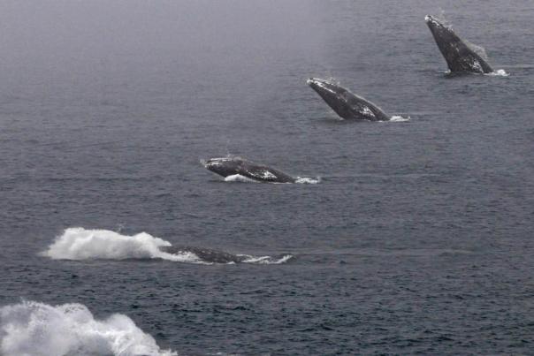 Whales Courtesy of Driftwood Shores