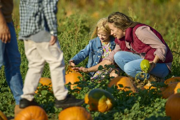 Family Looking at Pumpkins