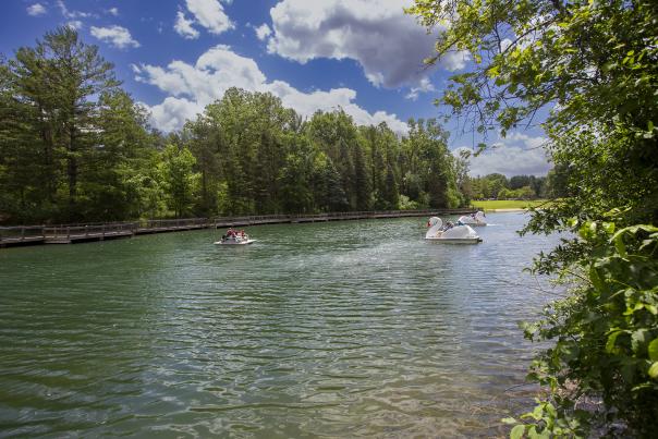 A large pond with three pedal boats, two of which look like swans.