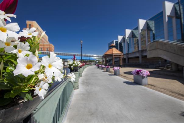 White flowers lining the Lansing River Trail with the Lansing Center and the Skywalk