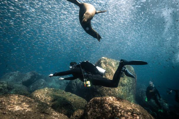 Diving with sea lions