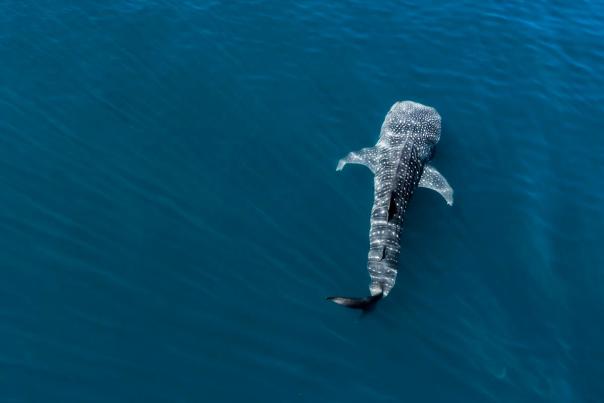 whale shark