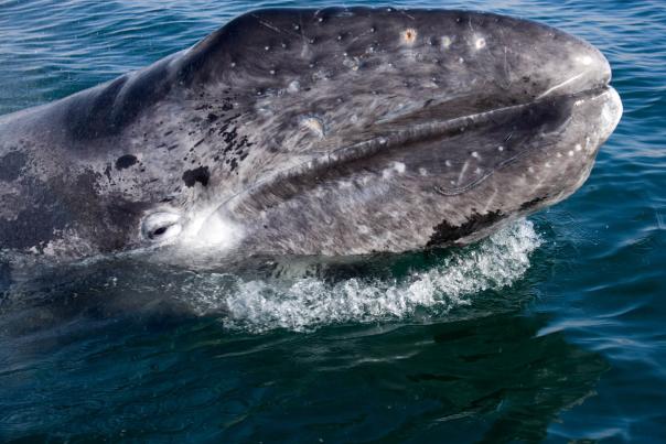 gray-whale-Baja