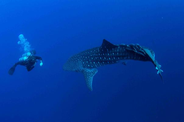 Nado con Tiburon Ballena