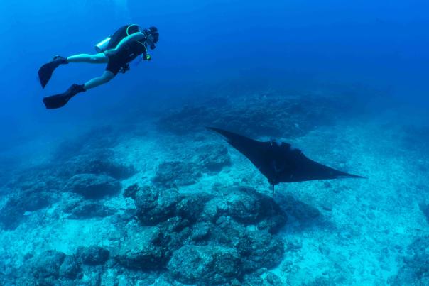 Buceo Mantarraya