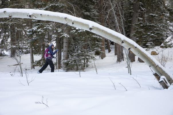 Cross-Country Skiing in the Snowy Range