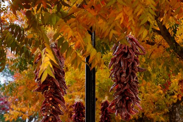 Ristras red chile fall colors NMSU