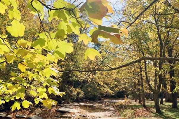 Leaf-peepers, get ready for spectacular fall season