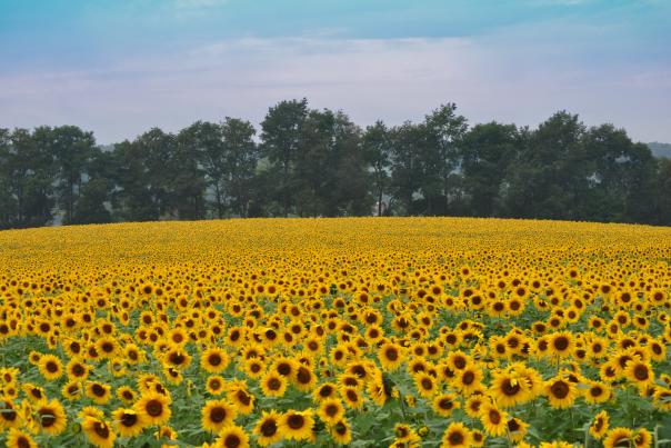 Vines and Blooms Itinerary