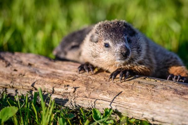 Groundhog Day in the Laurel Highlands