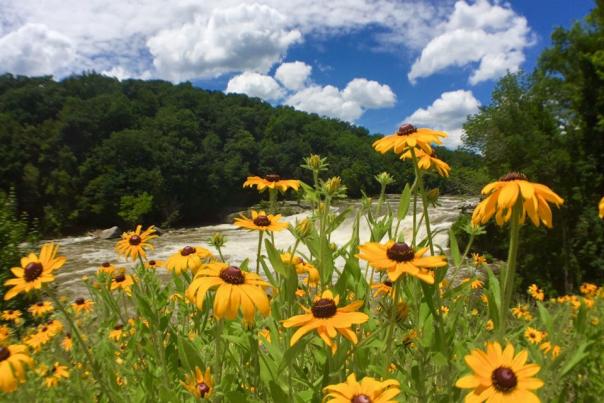 Ohiopyle Falls Flowers