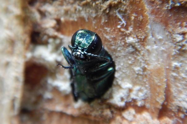 A close up of an emerald ash borer Invasive emerald ash borer