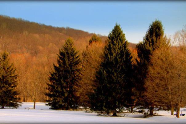 Enjoy a leisurely walk to observe beautiful evergreens at Laurel Hill State Park