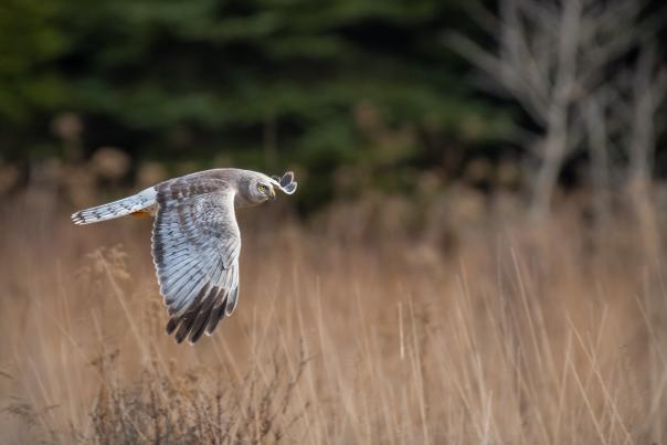 Flight 93 Owl
