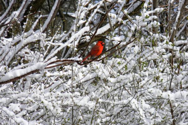 Ligonier Bird Winter